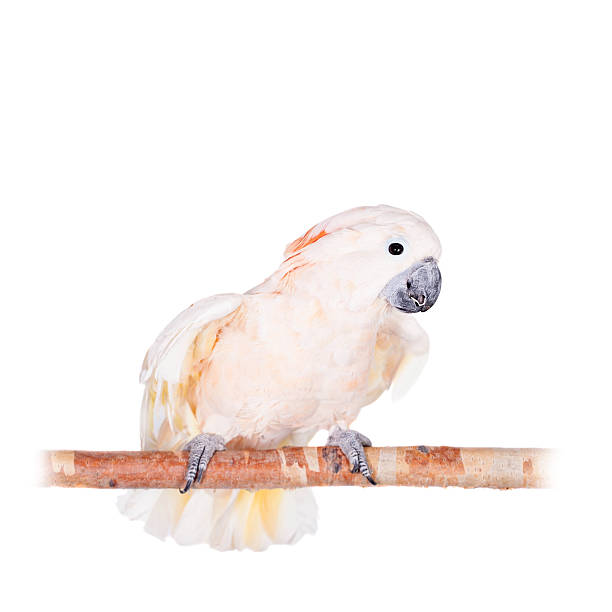 istock The salmon-crested cockatoo on white 468705066