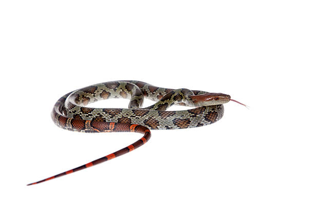 istock Flower Ratsnake isolated on white 468705172