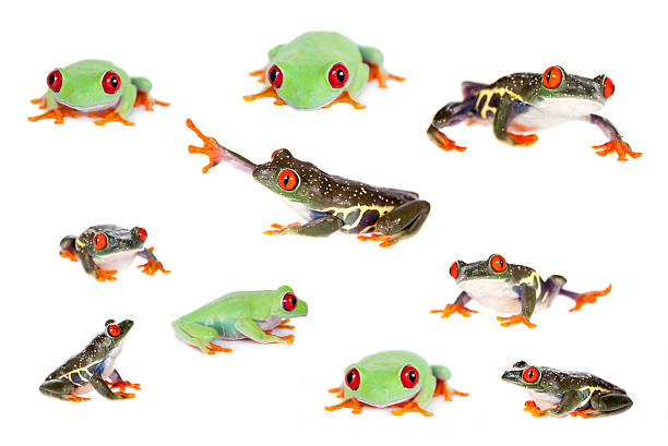 istock Beautiful red eyed tree frog on white background 468705386