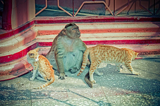 istock Rhesus macque Macaca mulatta , Monkey grooming cat,  India 468705404