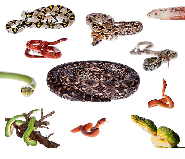 istock Collection of snakes on white 468705452