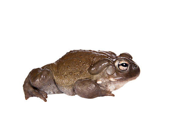 The Colorado River or Sonoran Desert toad on white The Colorado River or Sonoran Desert toad, Incilius alvarius, on white colorado river toad stock pictures, royalty-free photos & images