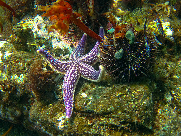 istock seabed and its inhabitants 468706236