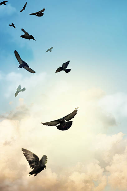 istock Birds flying in the sky 468708970