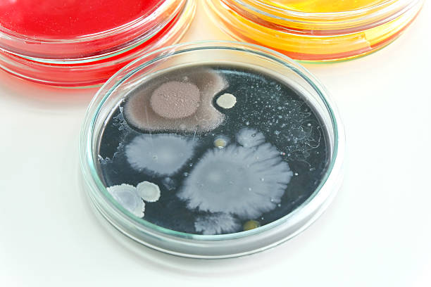 istock Colorful fluid in petridish for laboratory use 468709008