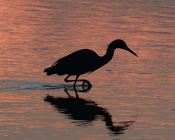 istock Silhouette of Little Blue Heron Wading 468709512