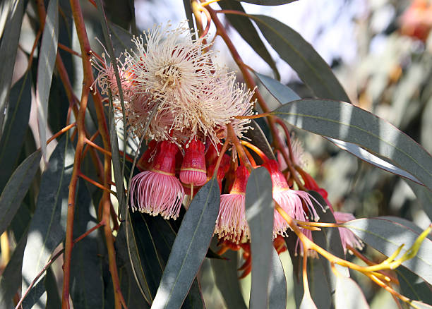 istock Buds and flowers of Eucalyptus  torquata 468711182