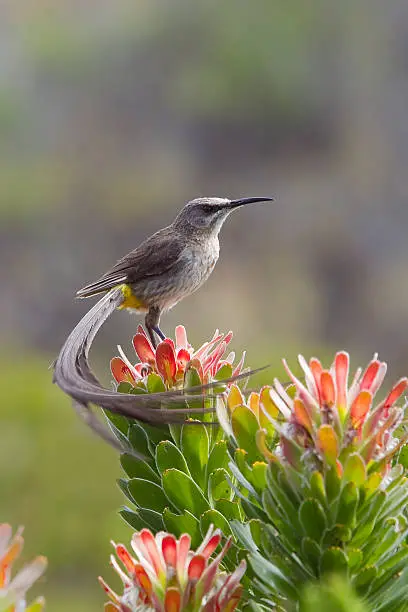 A male Cape Sugarbird (Promerops cafer) perched on colourful fynbos vegetation against blurred natural background. Table Mountain National Park, South Africa