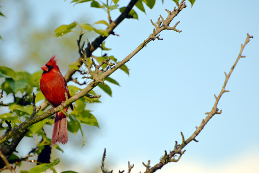 Cardinal perched high in pear tree with blue sky in background.