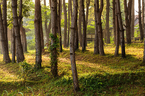 istock Row of tree with sunlight in the morning 468714812