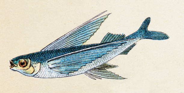 illustrazioni stock, clip art, cartoni animati e icone di tendenza di pesce volante, pesce animali illustrazione antico - pesce volante immagine