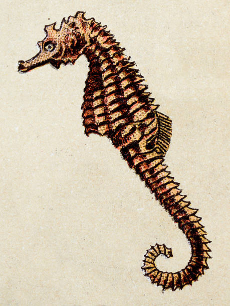 illustrations, cliparts, dessins animés et icônes de short à museau seahorse, poisson animaux antiquités illustration - snouted