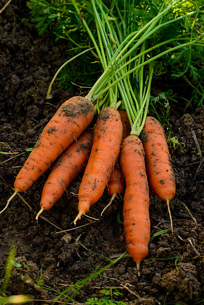 istock Organic farming carrots 468715610