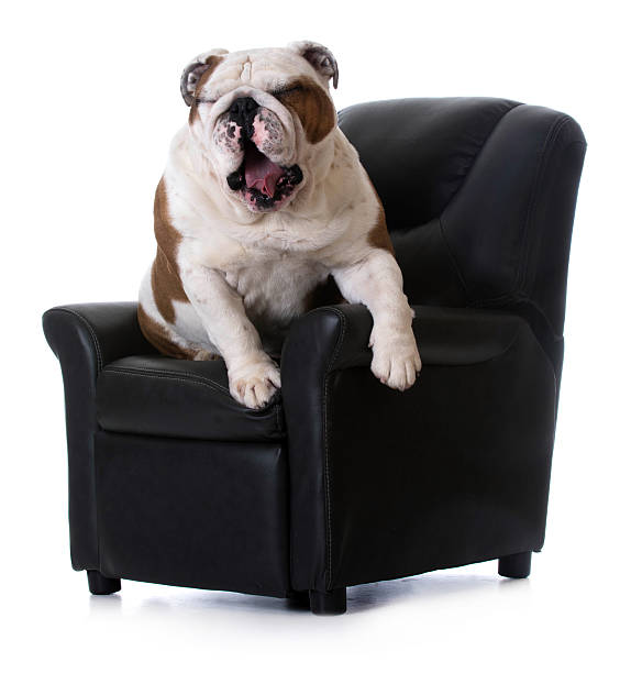 istock dog sitting in chair 468716680