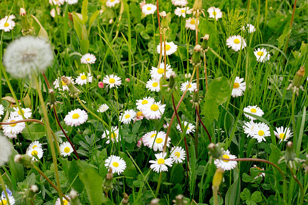 istock meadow of daisies 468719390
