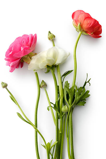 Flowers: Ranunculus Flowers: Ranunculus buttercup family stock pictures, royalty-free photos & images