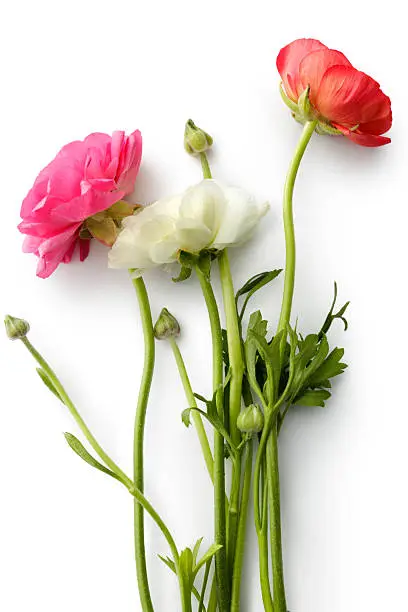 Flowers: Ranunculus