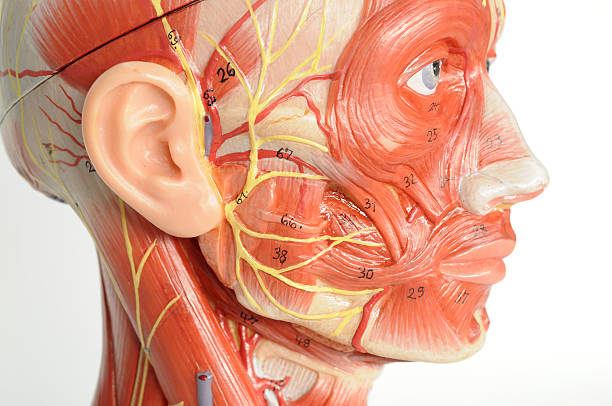 istock facial muscle anatomy 468719824