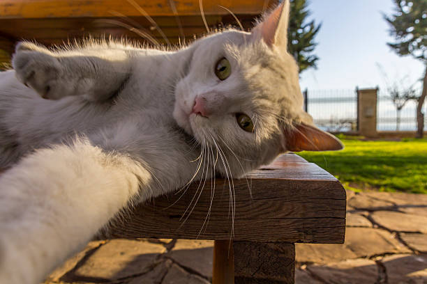 Selfie cat stock photo