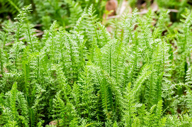 istock Side View of Yarrow (Achillea millefolium) Foliage 468720686