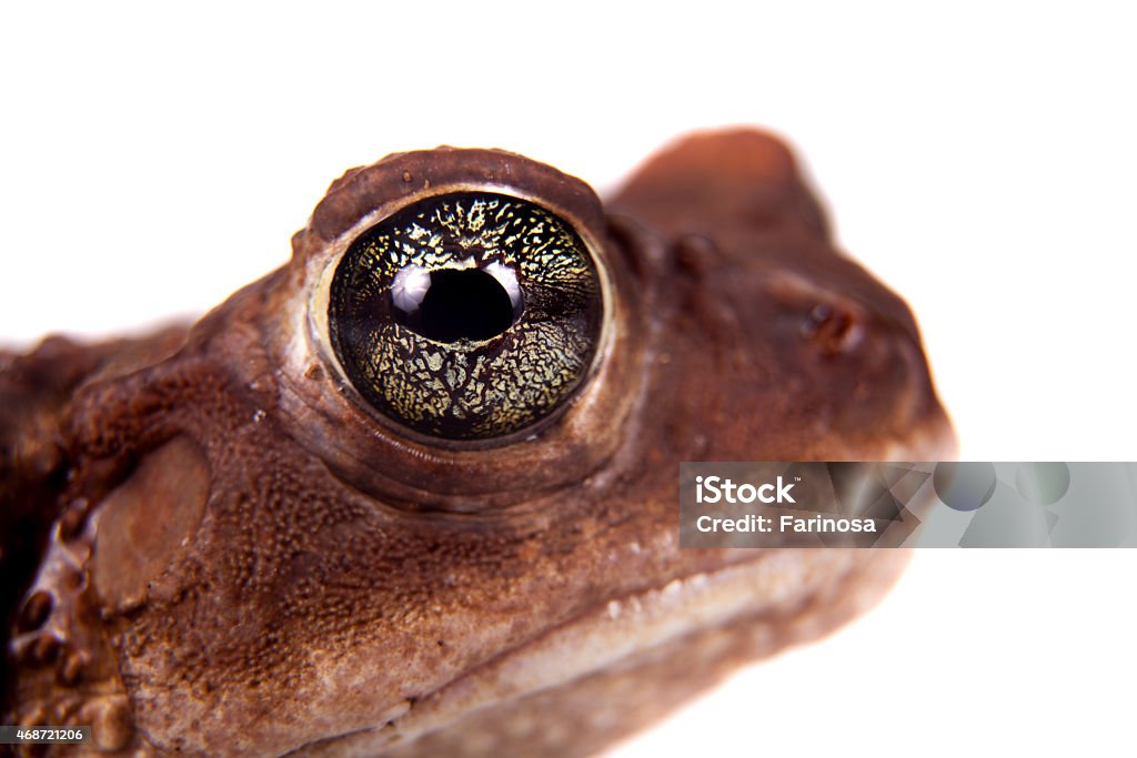 The Bufo peltocephalus isolated on white The Cuban toad, Bufo peltocephalus, isolated on whitevarius, on white 2015 Stock Photo