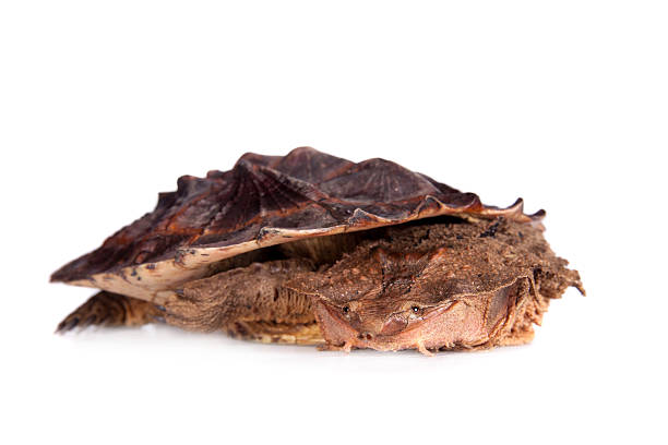 istock Eye, Chelus fimbriata, on white 468721502