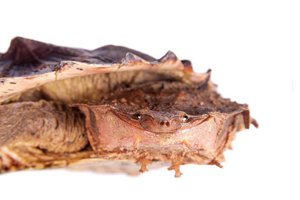 istock Eye, Chelus fimbriata, on white 468721506