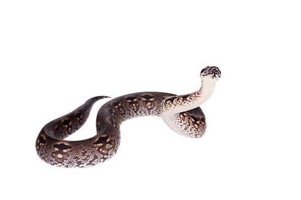 istock Madagascar or Malagasy ground boa on white 468721642
