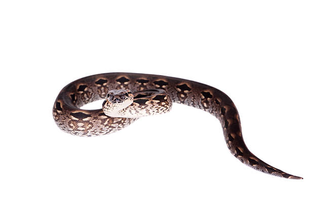 istock Madagascar or Malagasy ground boa on white 468721670