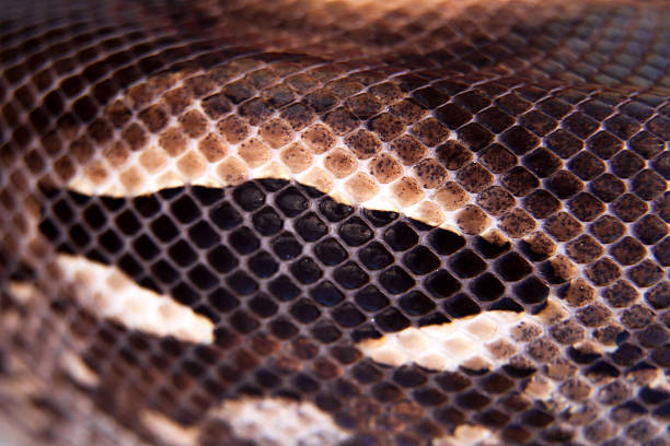 istock Madagascar or Malagasy ground boa on white 468721724
