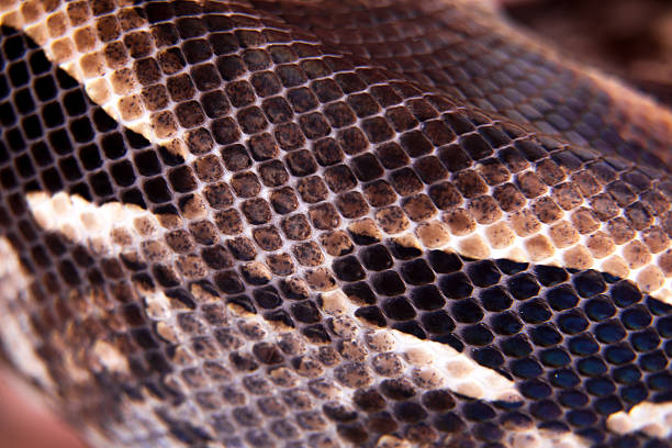 istock Madagascar or Malagasy ground boa on white 468721726