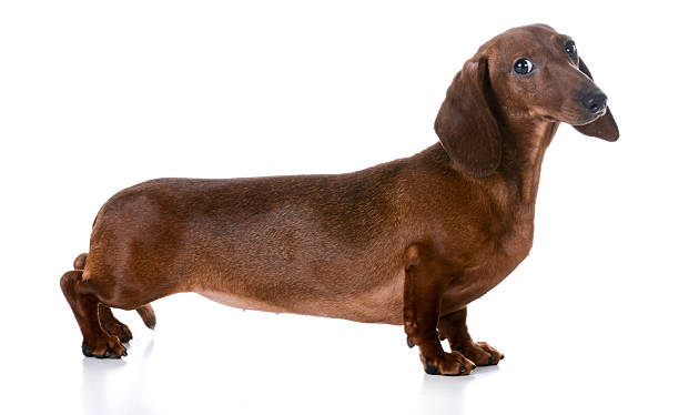 dachshund stock photo