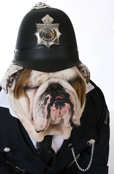 istock dog police or catcher 468722730