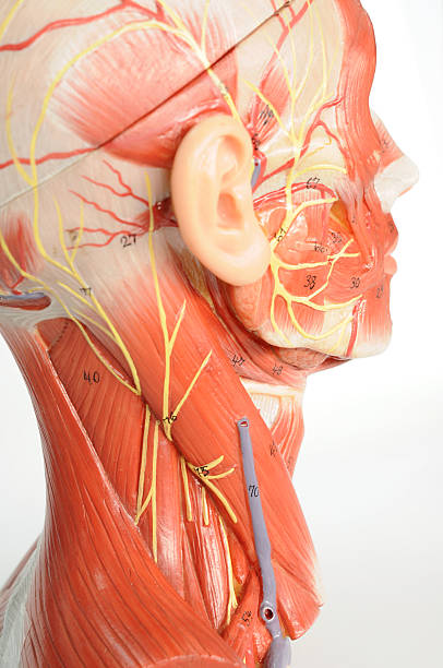 istock facial muscle anatomy 468722796