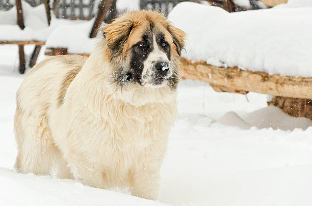 istock watchful romanian shepherd standing in the snow 468723387