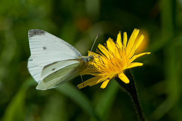 istock Pieridae butterfly on yellow flower 468724773