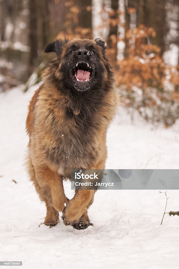 Leonberger Ajax Leonberger Ajax running at me very fast with crazy face Animal Stock Photo