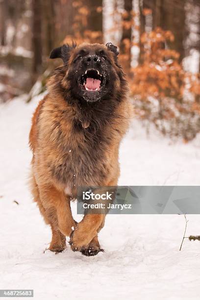 Leonberger Ajax Stock Photo - Download Image Now - Animal, Backgrounds, Brown