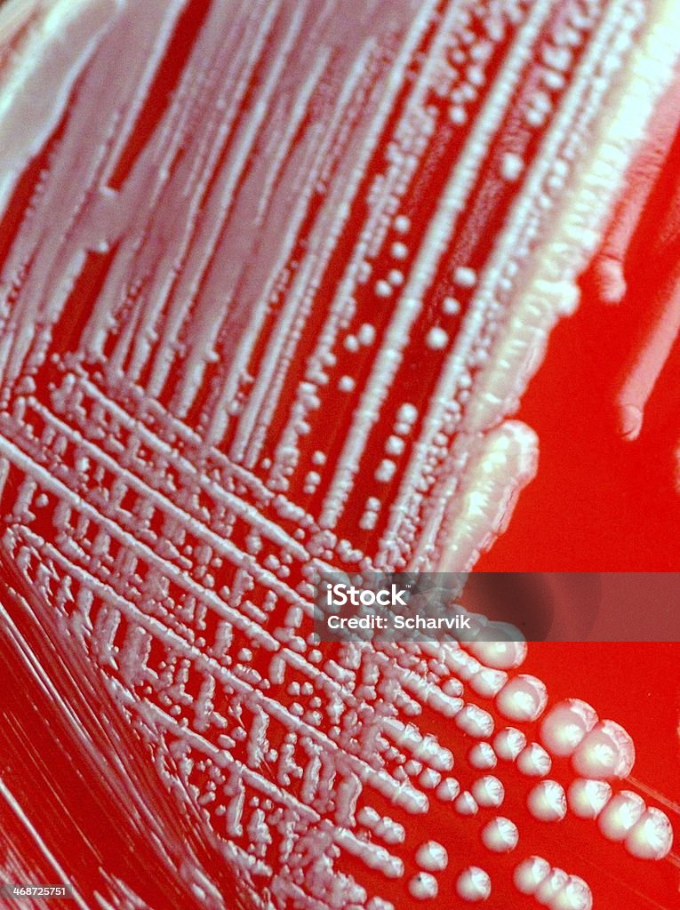 Escherichia coli - Photo de Eschericia coli libre de droits