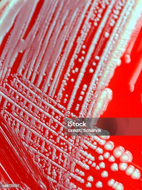 Escherichia Coli - Fotografias de stock e mais imagens de E. coli - E. coli, Agar Sangue, Disco de Petri