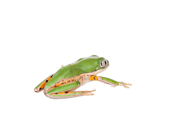 istock Northern orange-legged leaf frog on white 468725964