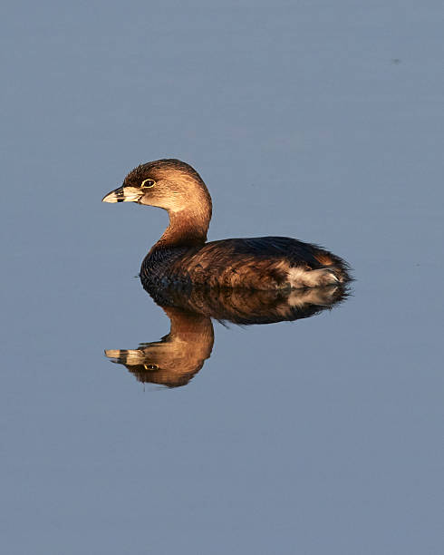 Pied Billed Grebe with Reflection Pied Billed Grebe on the Bay ding darling national wildlife refuge stock pictures, royalty-free photos & images