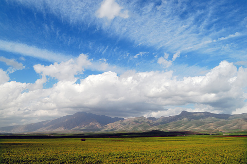 Beautiful field of wheat or grain under a dramatic cloudy sky in Iraqi Kurdistan, Iraq.
