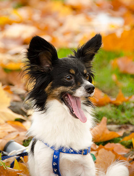 istock Papillon in  a terrific mood  walking in autumn's park 468726979