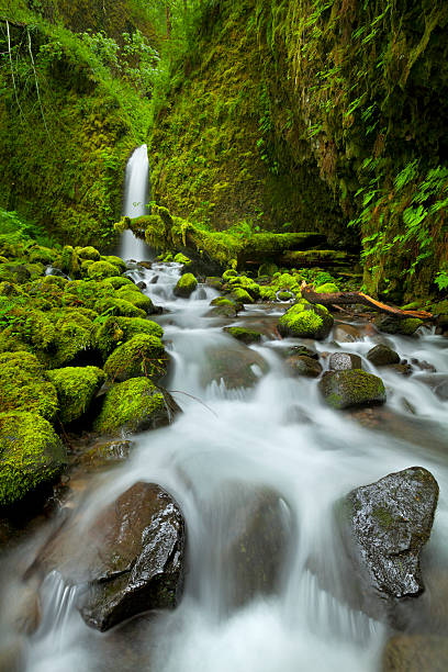 istock Remote waterfall in lush rainforest, Columbia River Gorge, Oregon, USA 468727648