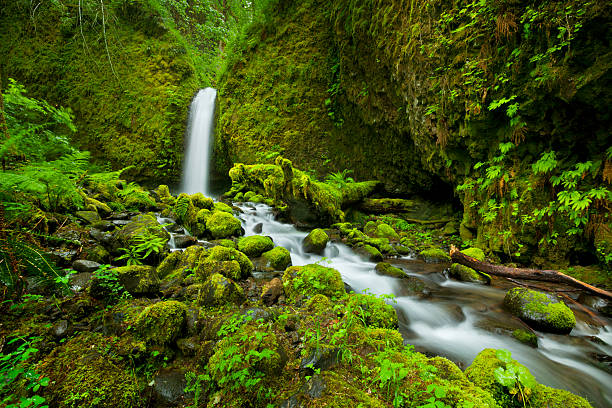 Remote waterfall in lush rainforest, Columbia River Gorge, Oregon, USA