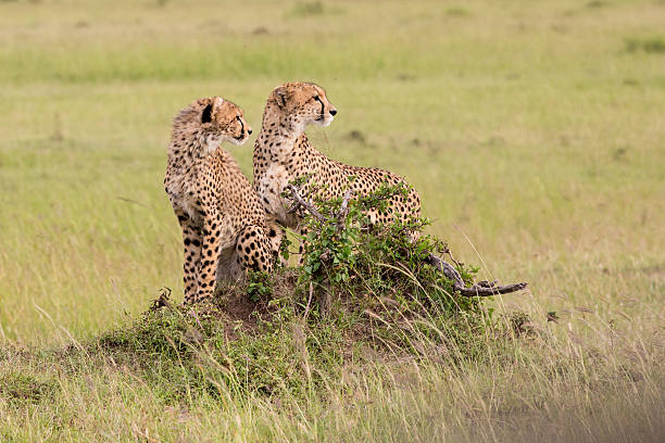 istock Mother and Cheetah cub looking intently into distance 468727954