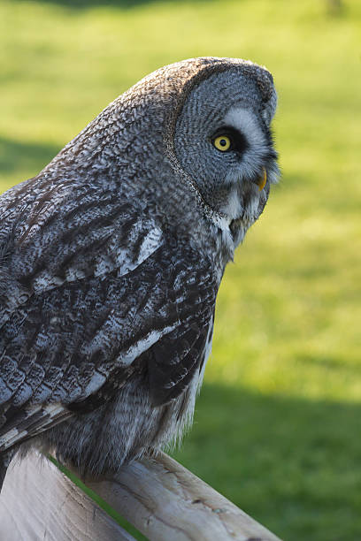 istock Great grey owl, Strix nebulosa 468730631