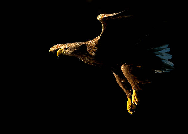 Haliaeetus Albicilla or the White Tailed Eagle in flight White tailed Eagle (Haliaeetus albicilla) in flight against black background in Norway. bird of prey photos stock pictures, royalty-free photos & images