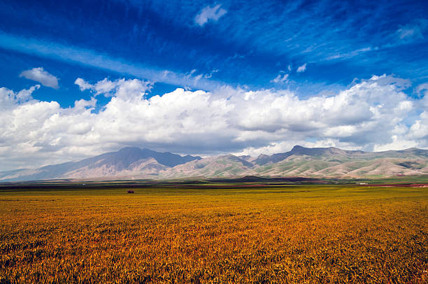 Beautiful field of wheat or grain after harvest under a dramatic cloudy sky in Iraqi Kurdistan, Iraq.